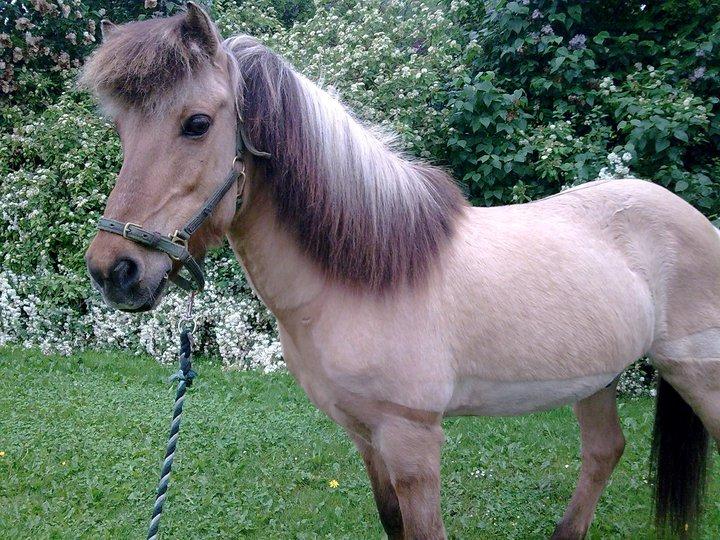 Islænder Solfari fra højen - hygge i forårs slolen billede 5