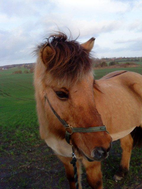 Islænder Solfari fra højen - ud og se verden på gåben billede 7