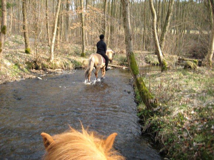 Islænder Solfari fra højen - på tur i åen  billede 8