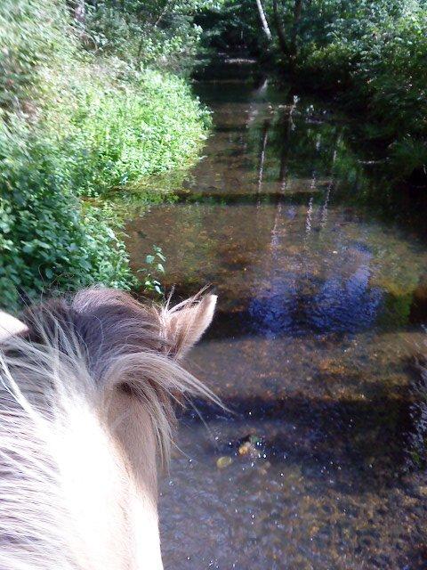 Islænder Solfari fra højen - på tur i en lille å nær langesøen  billede 9