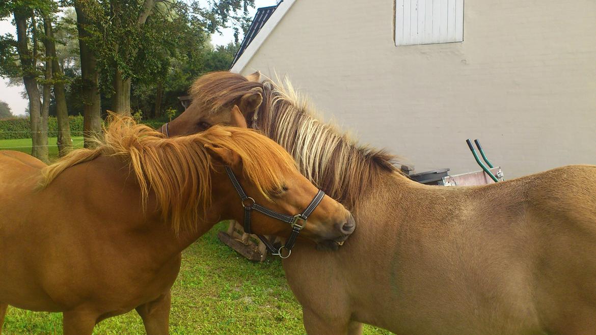 Islænder Solfari fra højen - altid hyggeligt med lidt gnupning  billede 10