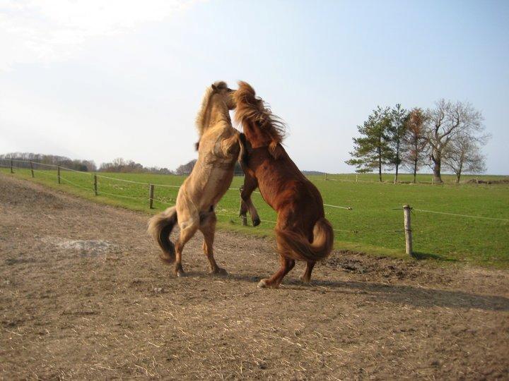 Islænder Solfari fra højen - selvom man er en ældre herre kan man godt lege med de unge på folden. billede 6