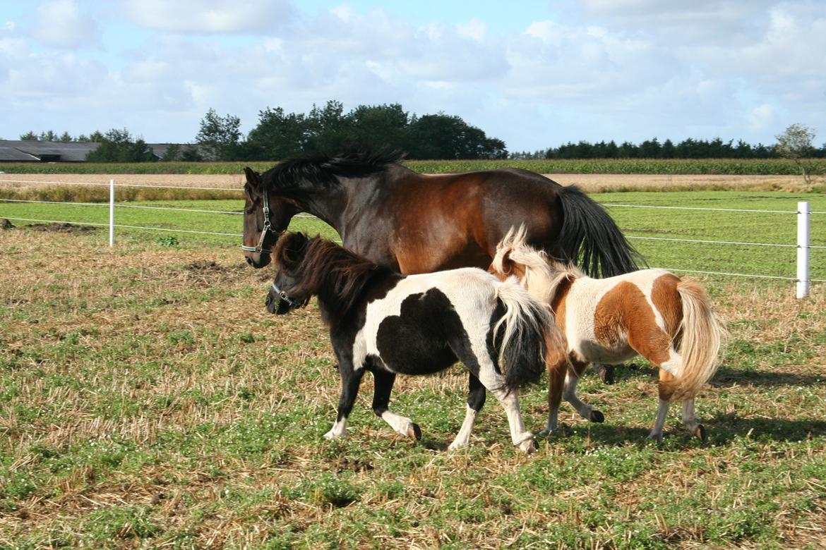 Pinto Hedegaardens Mulle billede 11