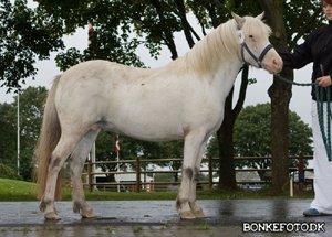 Knabstrupper Rughavens Maj billede 8