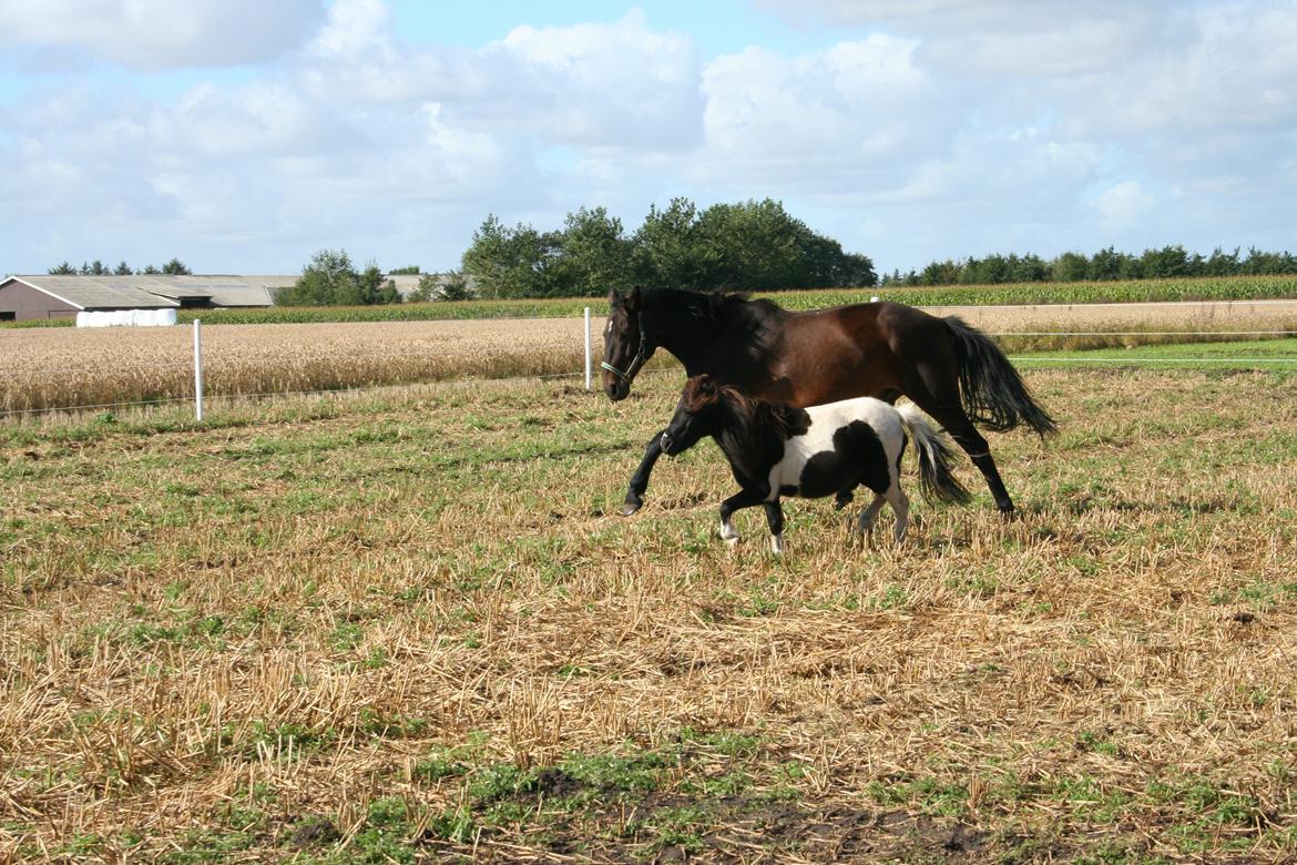 Pinto Hedegaardens Mulle billede 12