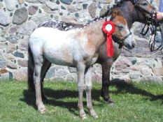 Knabstrupper Rughavens Maj - Mai som føl, ti følskue 2002. billede 10