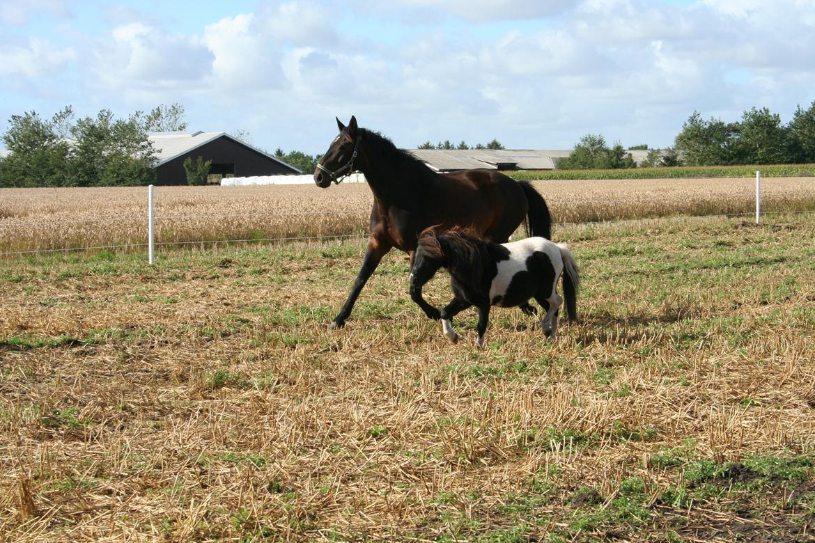 Pinto Hedegaardens Mulle billede 13