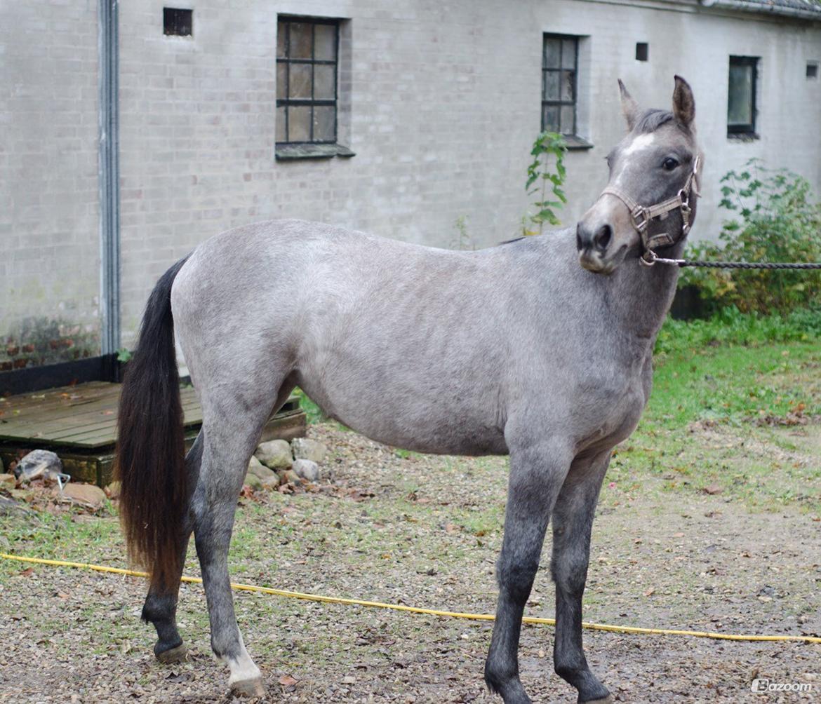 Anden særlig race Surprise (solgt og savnet) billede 1