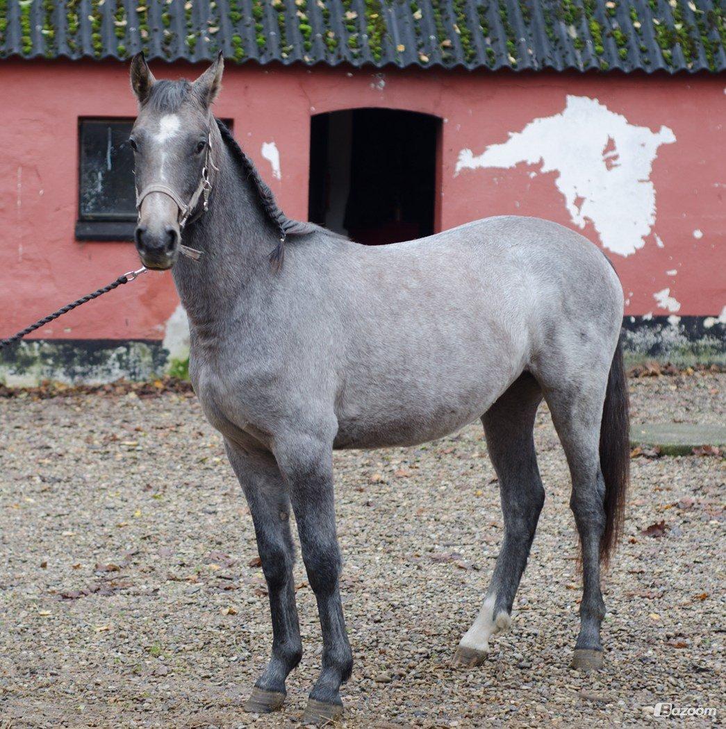 Anden særlig race Surprise (solgt og savnet) billede 2