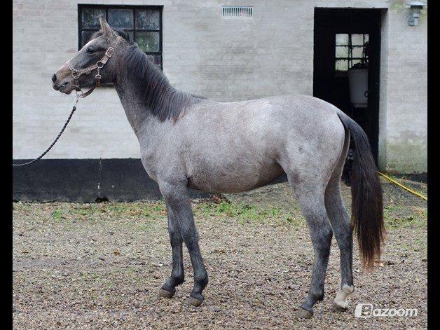 Anden særlig race Surprise (solgt og savnet) billede 3