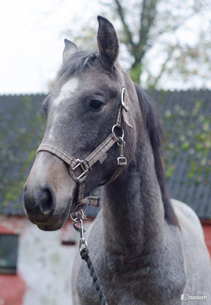 Anden særlig race Surprise (solgt og savnet) billede 4