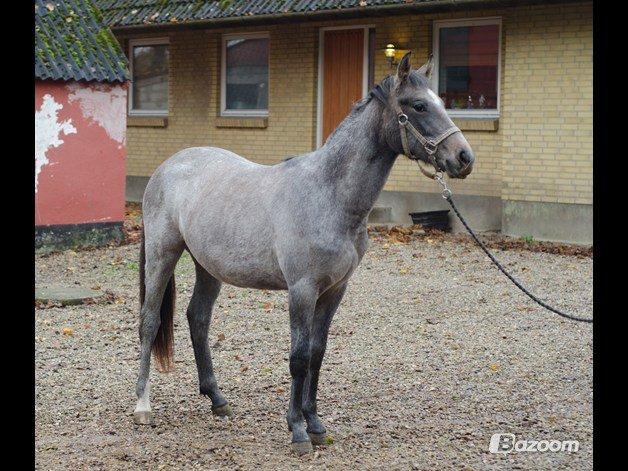 Anden særlig race Surprise (solgt og savnet) billede 5