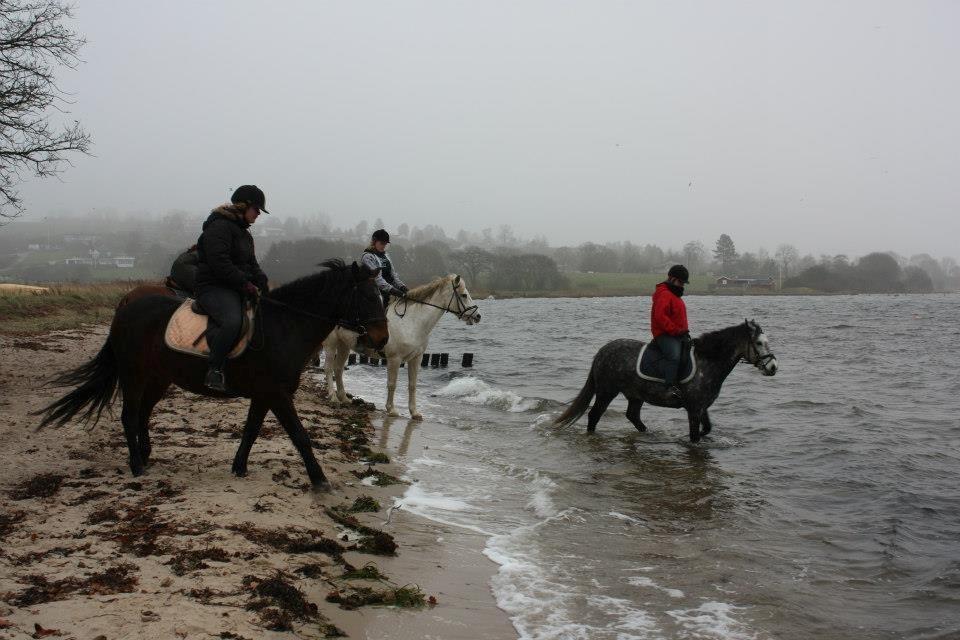 Connemara Aabæks Bobby Lee  billede 7