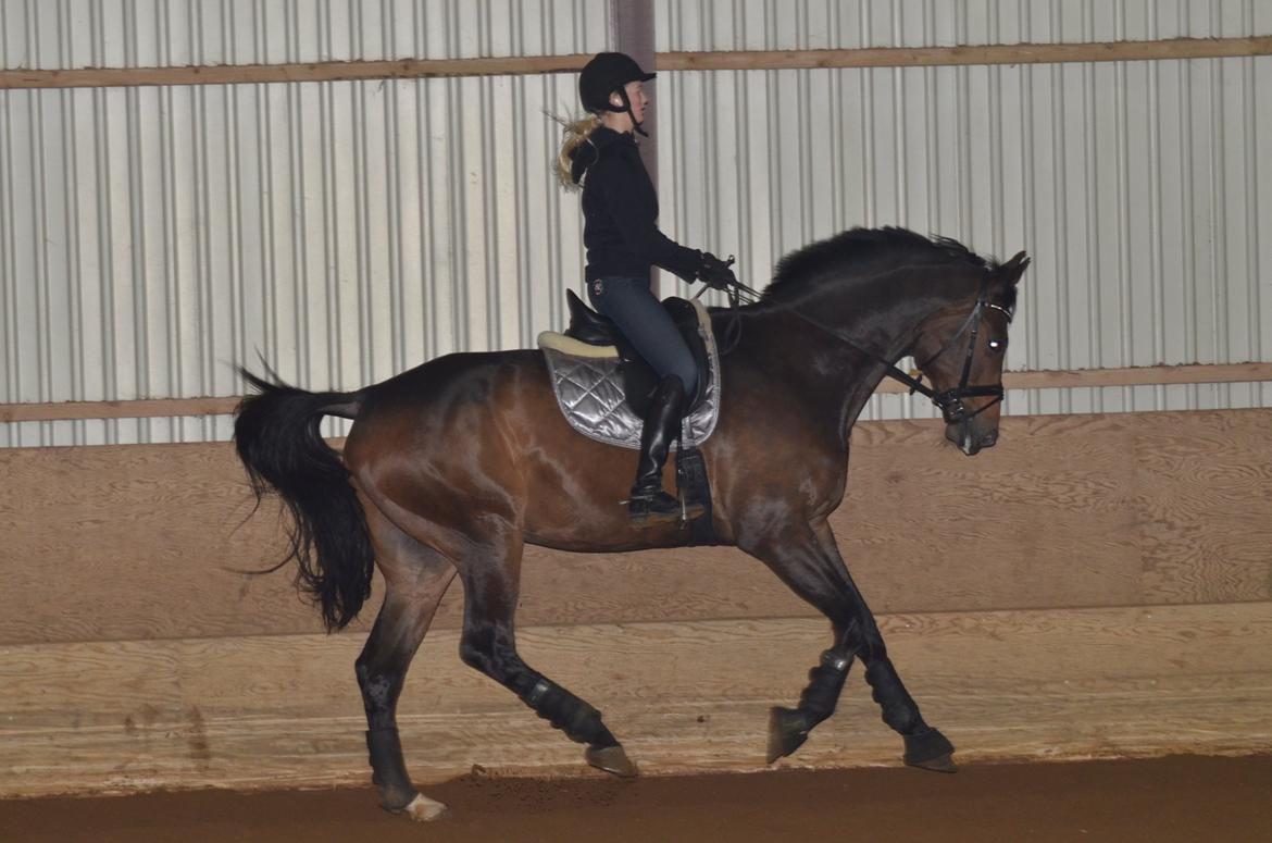 Holstener Dumbledore - Dumbledore igang igen, efter en lang skadespause. November 2012. billede 5