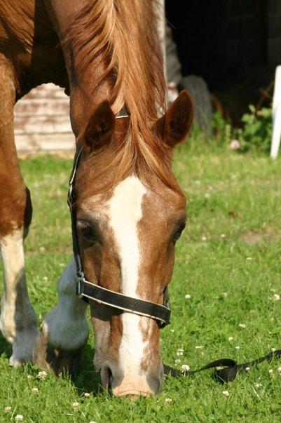 Lipizzaner †Sokrates Neapolitano† - Sommer 09 billede 15