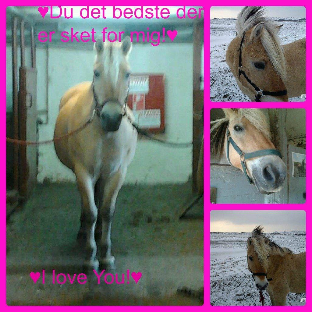 Fjordhest Lucas <3 - Jeg vil altid elske dig og det ved du!:*♥
Redigeret af: Mig!♥ billede 11