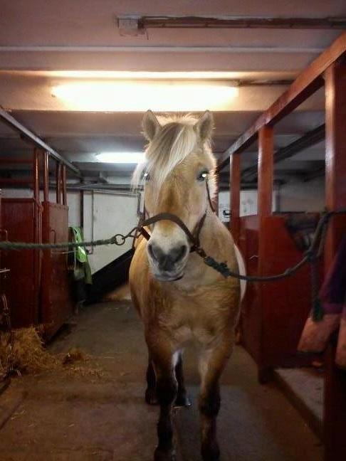 Fjordhest Lucas <3 - Jeg elsker dig!:*♥ billede 7