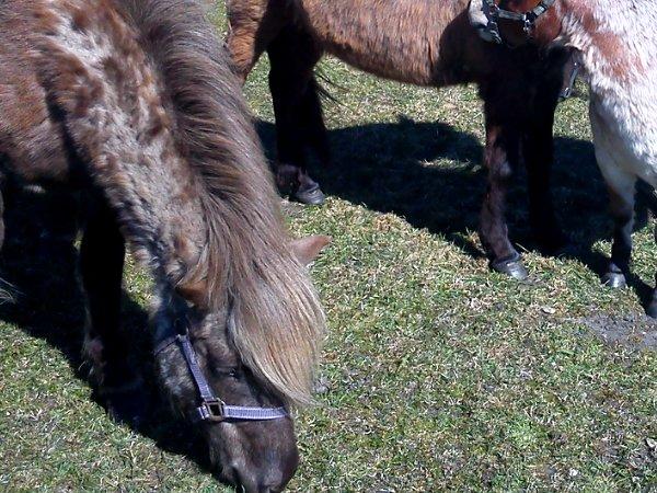 Islænder Gøff (fasters hest) [ i fole) - Velkommen til Gøff billede 1