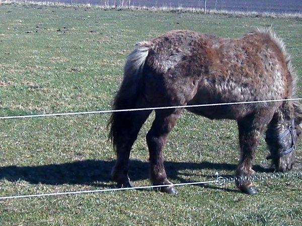 Islænder Gøff (fasters hest) [ i fole) - vinteren 2011 billede 8