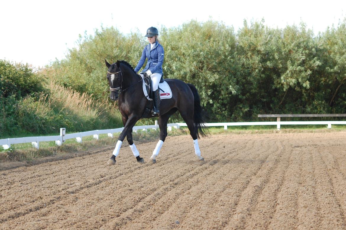 Trakehner FAUSTA billede 20