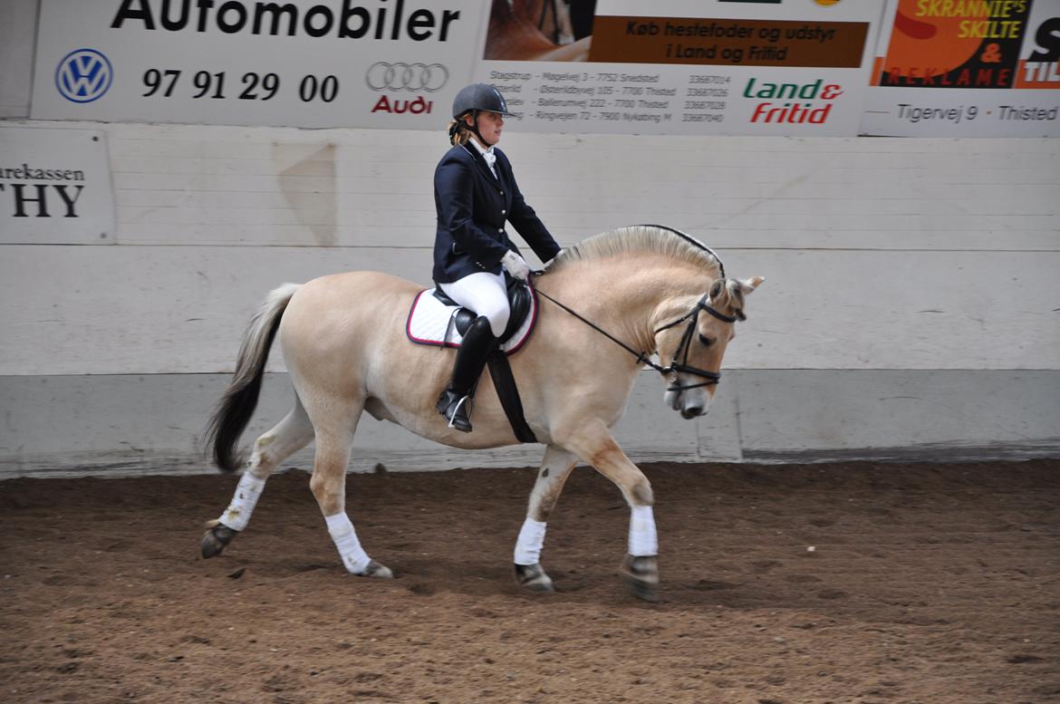 Fjordhest Rasmus billede 2