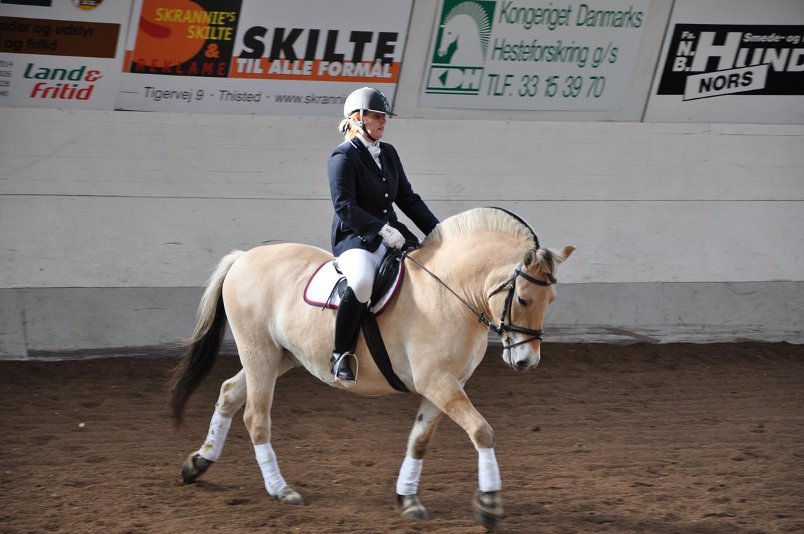 Fjordhest Rasmus billede 3