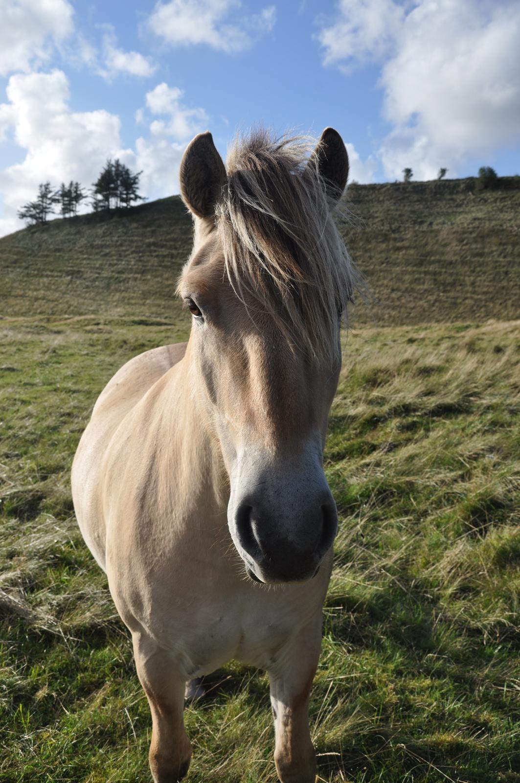 Fjordhest Rasmus billede 4