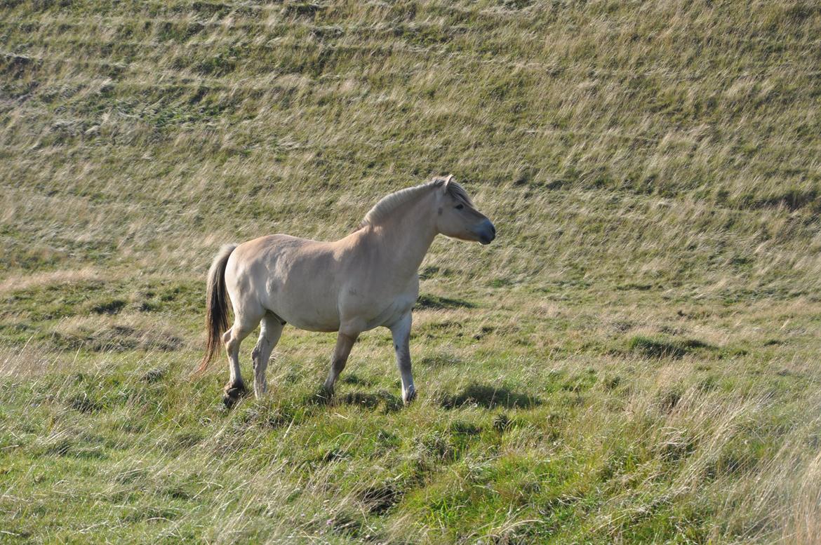 Fjordhest Rasmus billede 5