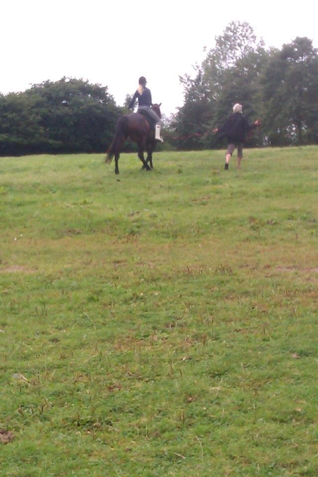 Anden særlig race Sarabi billede 2