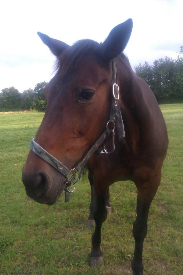 Anden særlig race Sarabi billede 3