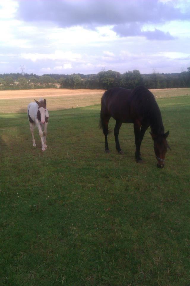 Anden særlig race Sarabi billede 4