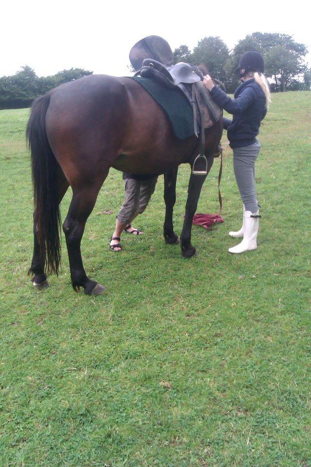 Anden særlig race Sarabi billede 5