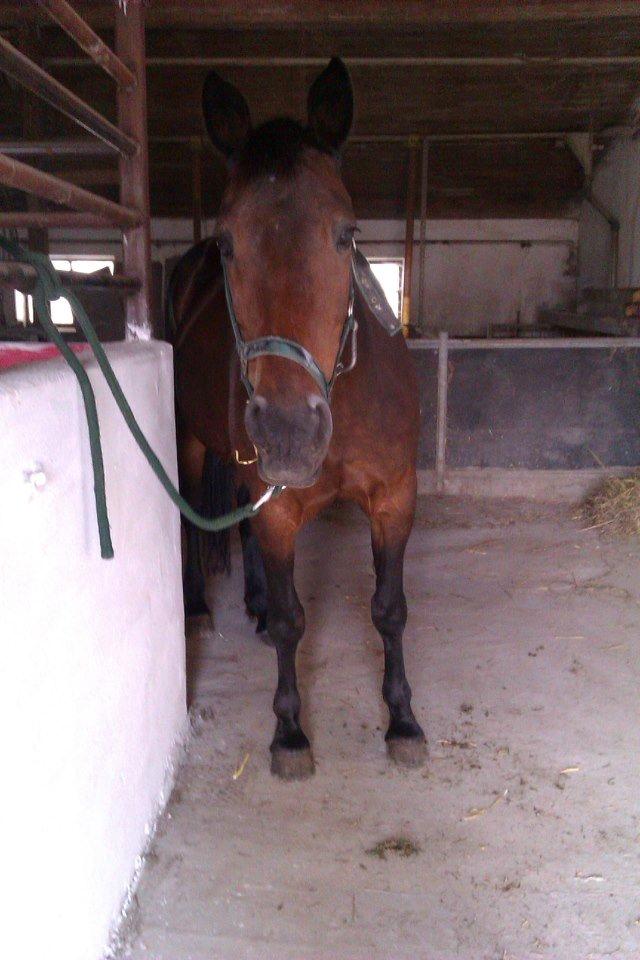 Anden særlig race Sarabi billede 7