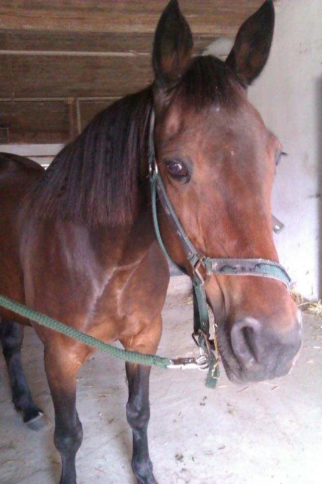 Anden særlig race Sarabi billede 8