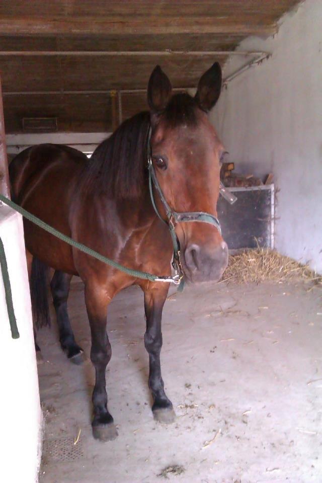 Anden særlig race Sarabi billede 9