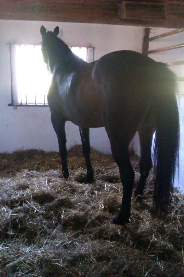 Anden særlig race Sarabi - Det sidste billede af Sarabi, inden hun blev hentet, og aflivet.. billede 10