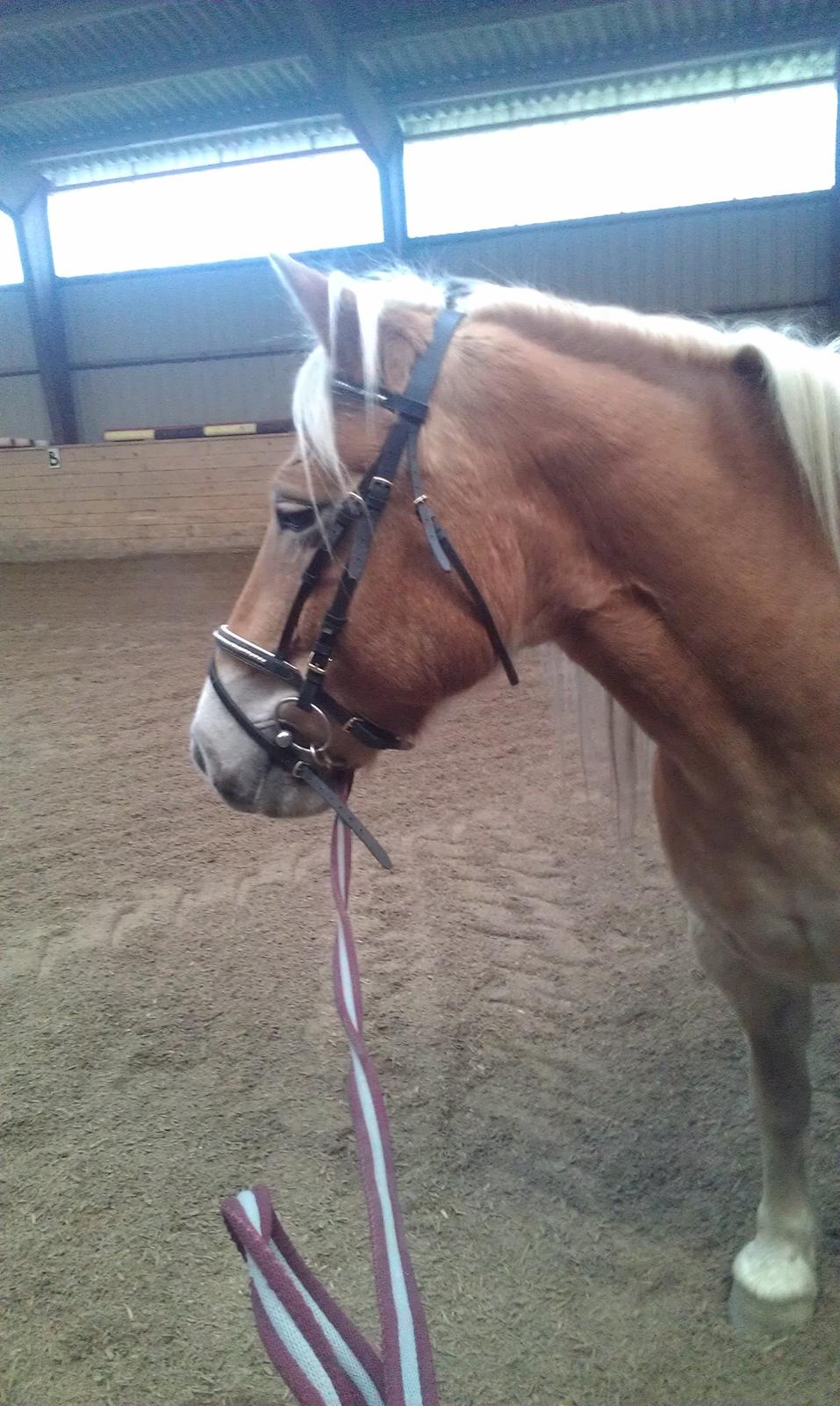 Haflinger Sabrina billede 3