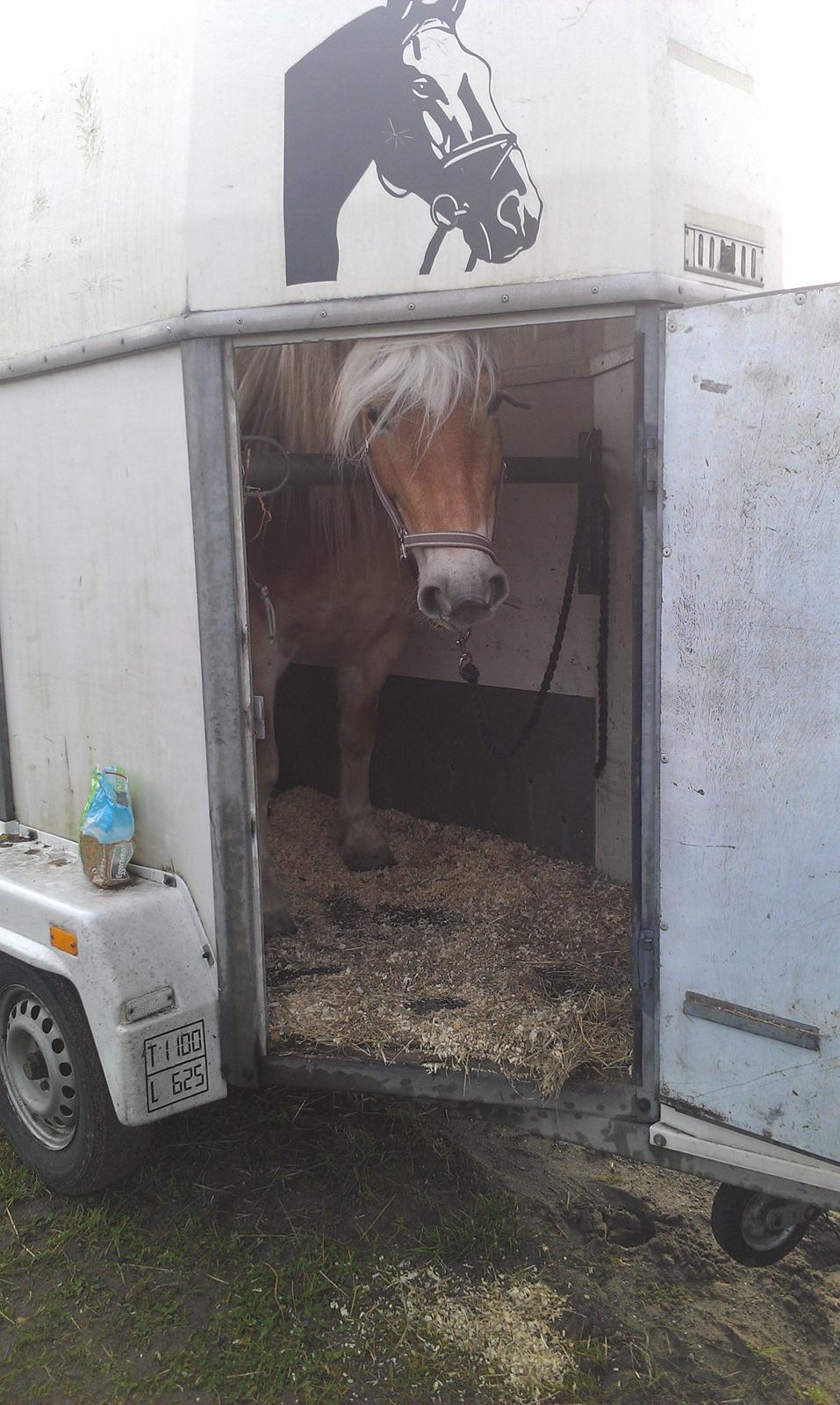 Haflinger Sabrina - Mor skal vi ikk bare hjem? billede 4