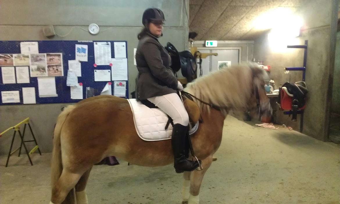 Haflinger Sabrina - klar til start? billede 5