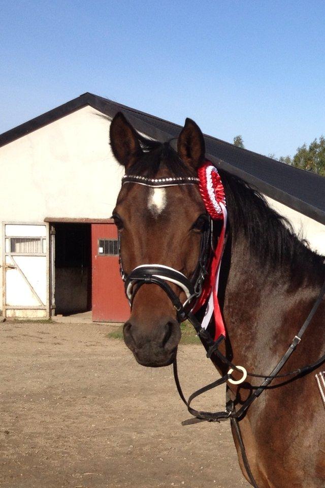 Welsh Partbred (Sec F) GROEZE'S JOSINA - Du er den bedste! billede 17