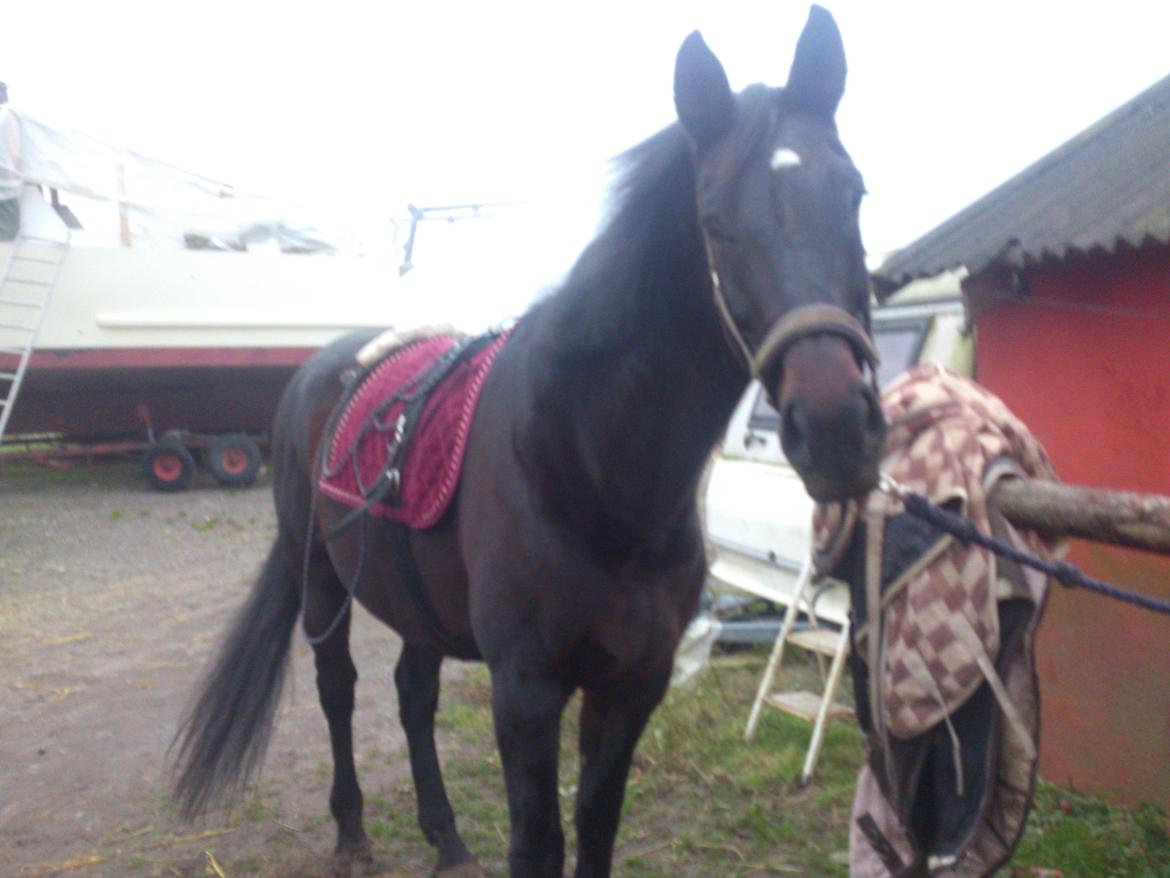 Dansk Varmblod Duet - Klar til at lave noget.. billede 10