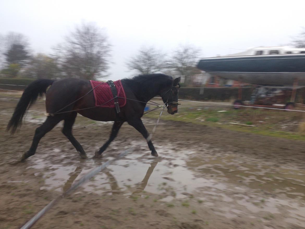 Dansk Varmblod Duet billede 11