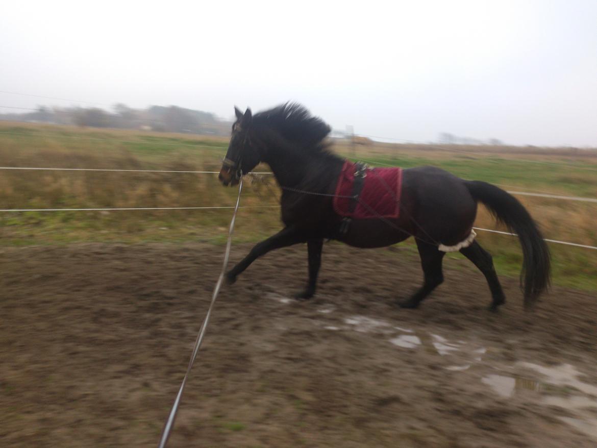 Dansk Varmblod Duet billede 12