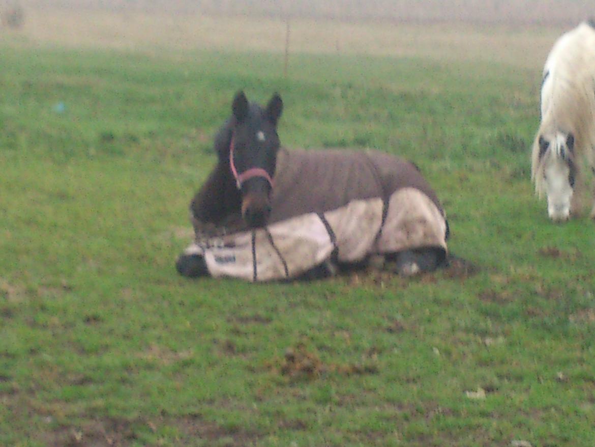 Dansk Varmblod Duet - Dutten tager en slapper på folden :o) billede 13