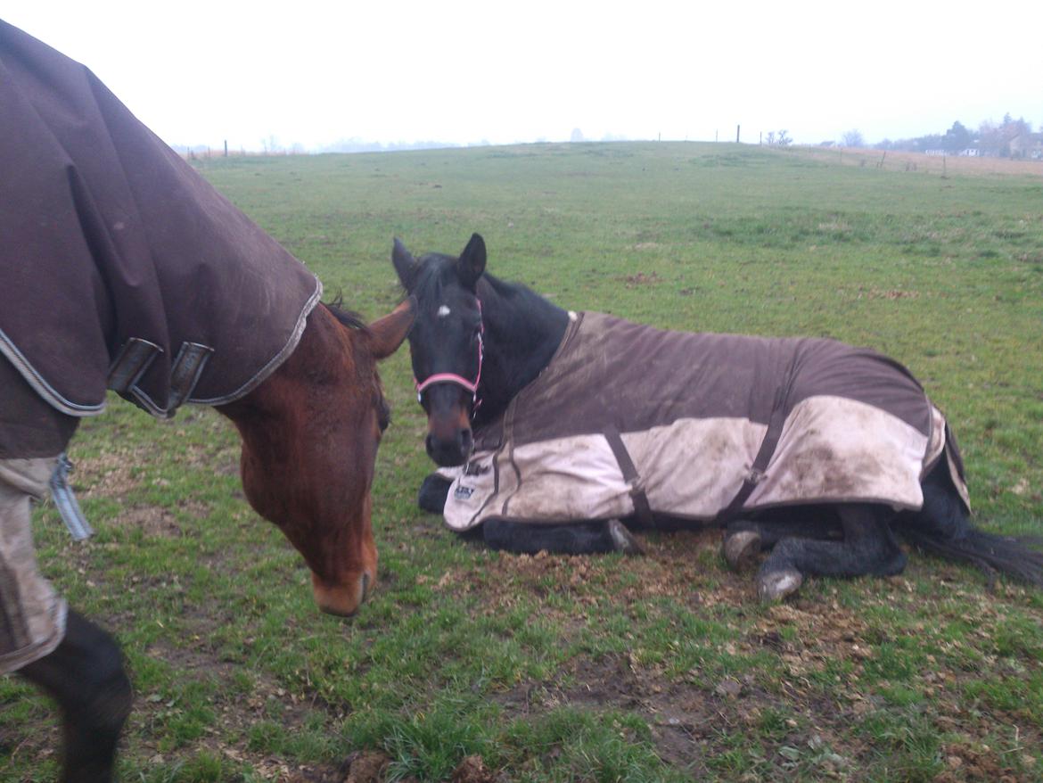 Dansk Varmblod Duet - Dutten får selvskab af Caranya på folden :o) billede 5