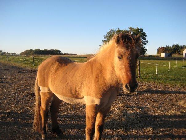 Islænder Solfari fra højen - forårs solen  billede 12