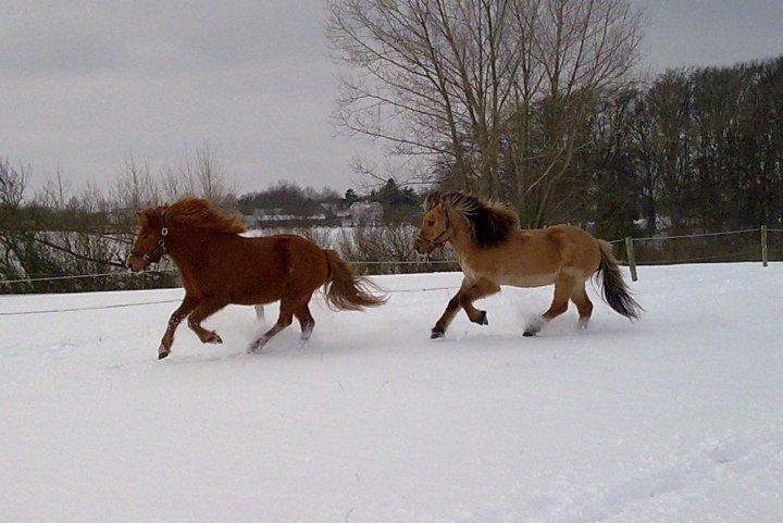 Islænder Solfari fra højen - Solfari og Freya i sneen  billede 13