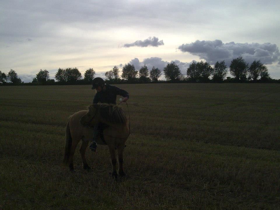 Islænder Solfari fra højen - strækøvelser kan også laves med en på ryggen  billede 14