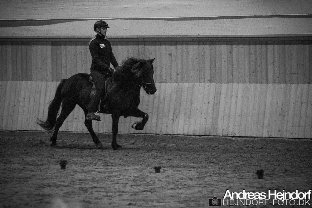Islænder Venus Fra Hylderødgård - toppurs efterårstævne - t.5  billede 1