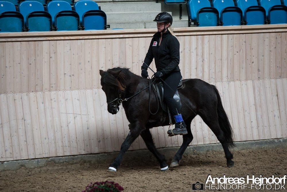 Islænder Venus Fra Hylderødgård - toppurs etferårstævne -trav 4.3
 billede 2